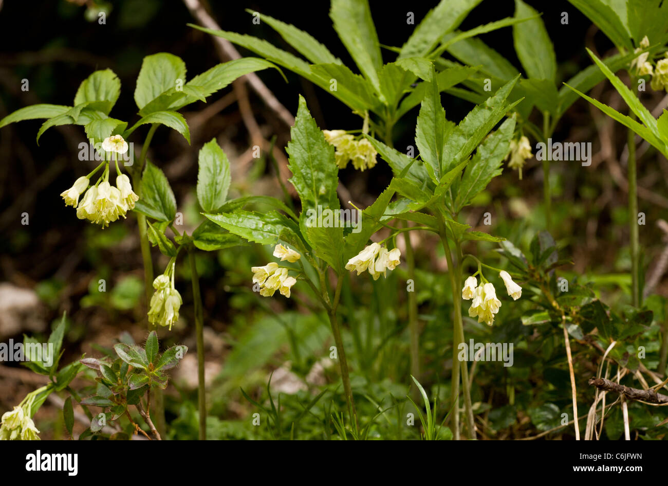Drooping Bitter-cress, Cardamine enneaphyllos in flower; Slovenia. Stock Photo