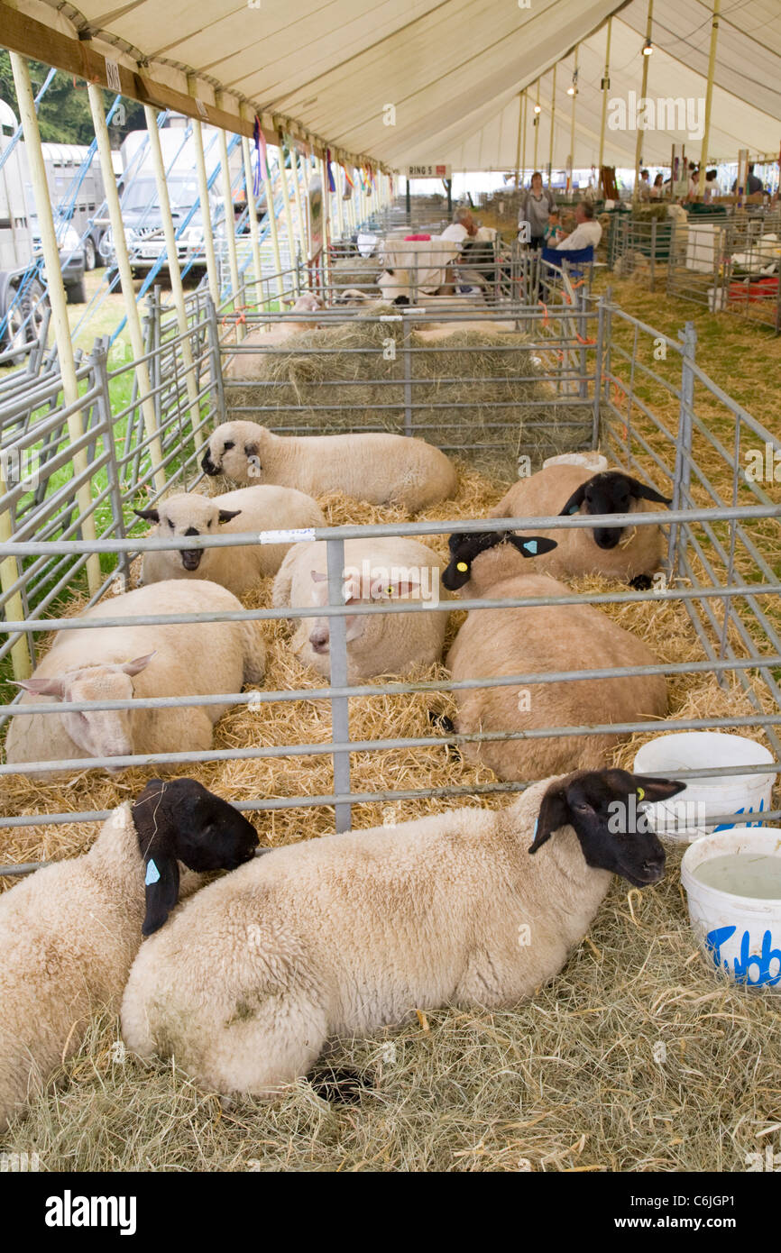 Sheep tent at the New Forest Show 2011, Hampshire, England Stock Photo