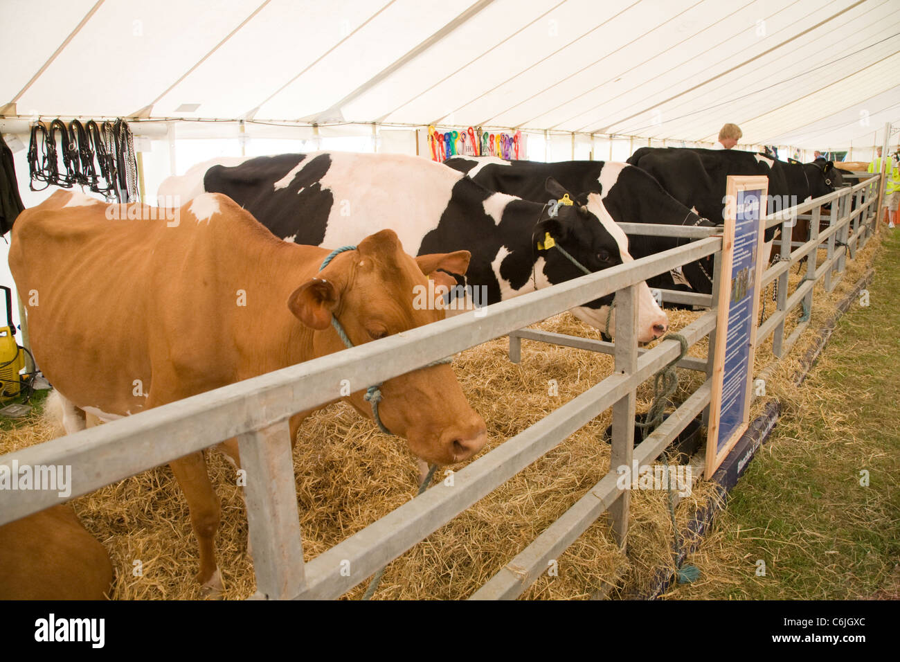 Cattle tent at the New Forest Show 2011, Hampshire, England Stock Photo