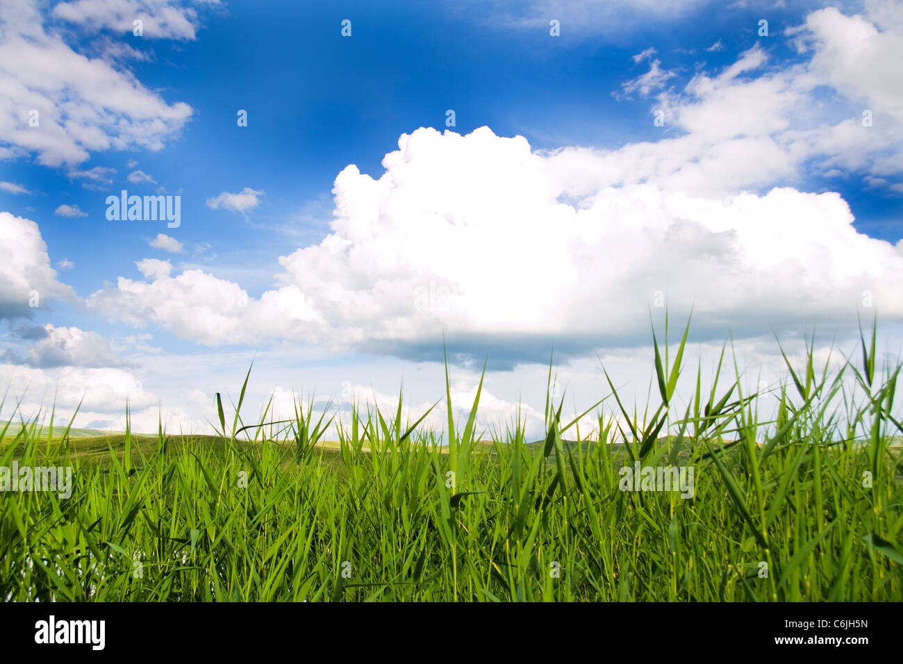 Green field and a blue sky with clouds Stock Photo - Alamy