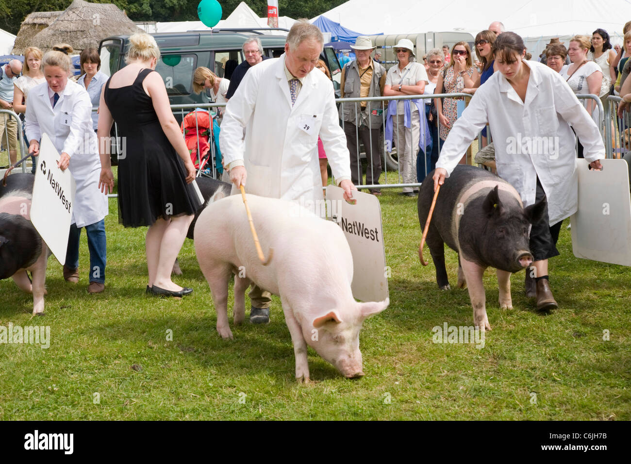 Pigs, New Forest Show 2011, Hampshire, England Stock Photo