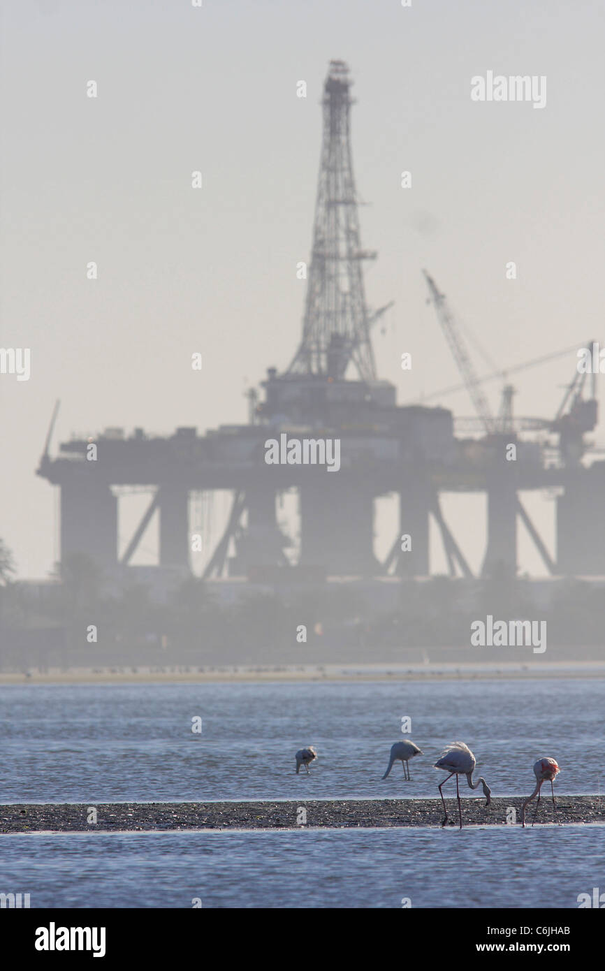 Flamingos wading in the surge with oil rig in the distance Stock Photo