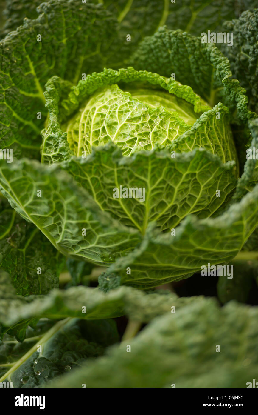 Cabbage - Brassica oleracea, Stock Photo