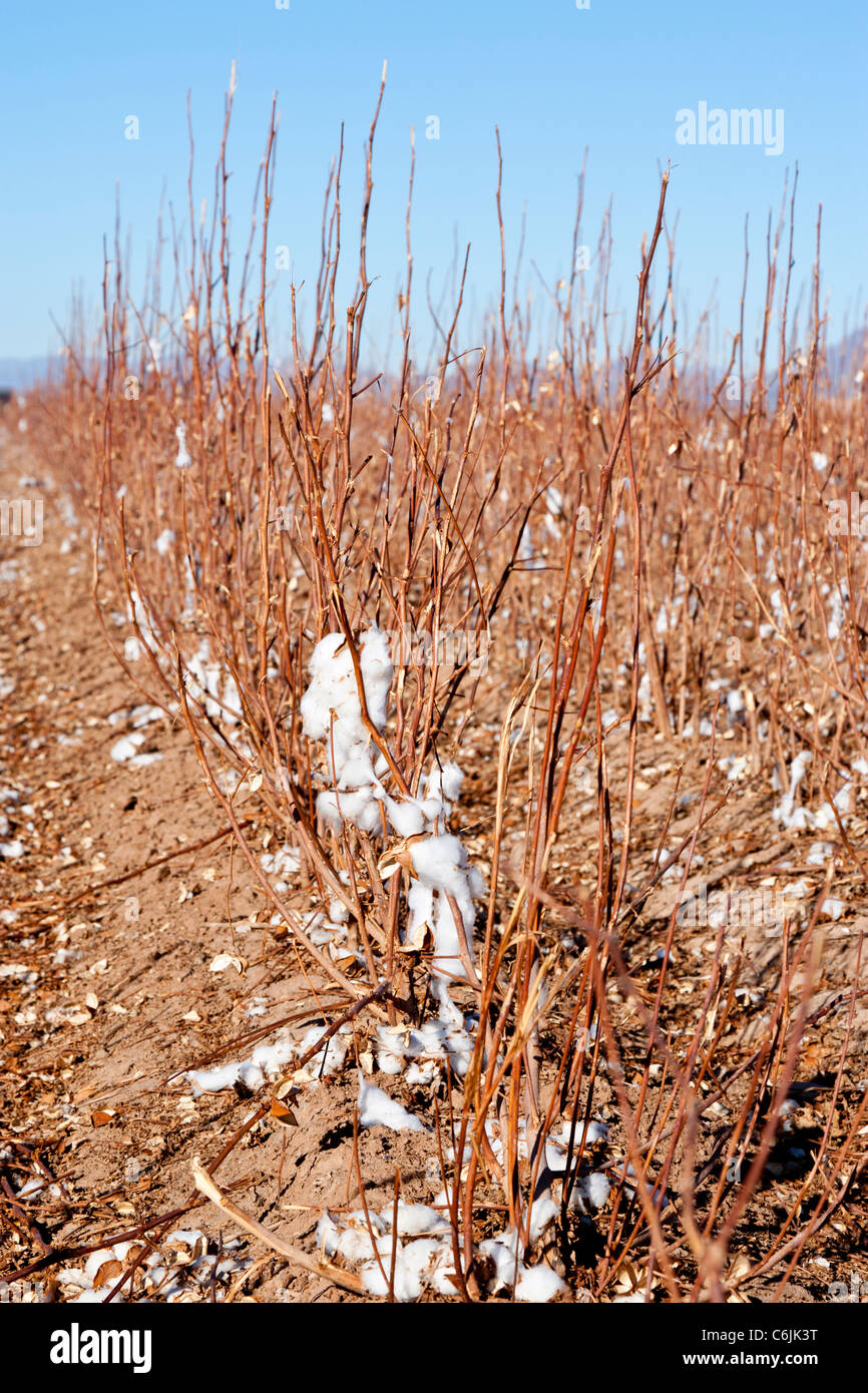 Pima cotton field near phoenix hires stock photography and images Alamy