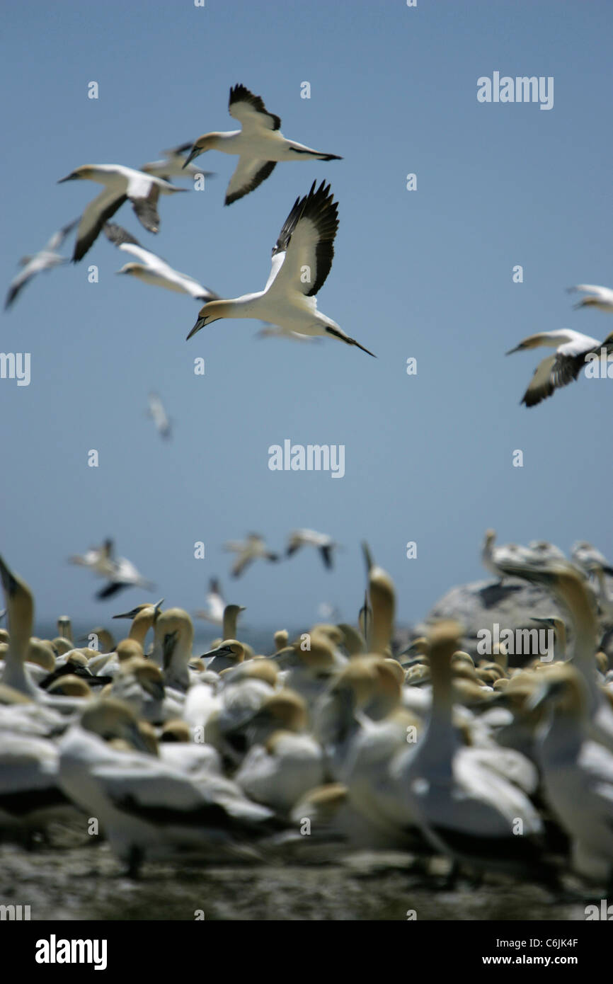 Cape gannet in flight over others roosting on the ground Stock Photo