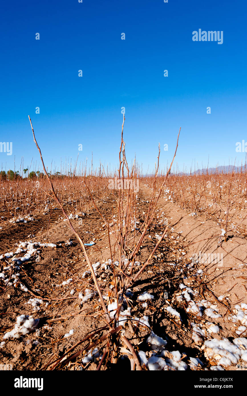 Pima cotton field near phoenix hires stock photography and images Alamy