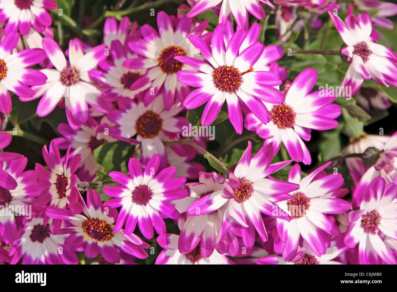Cineraria flower hires stock photography and images Alamy