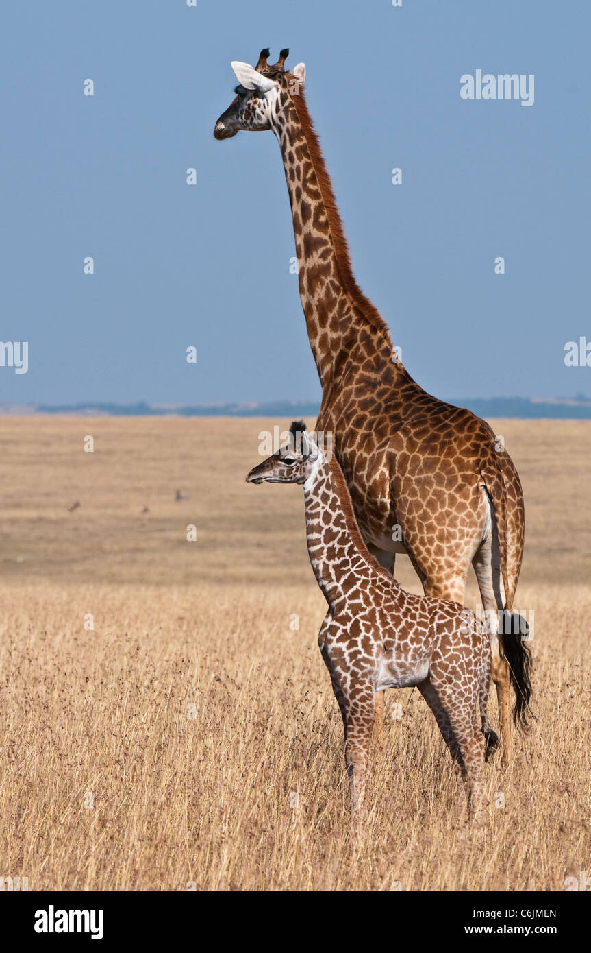 A Maasai Giraffe (Giraffa camelopardalis tippelskirchii) and her small calf survey the open grasslands Stock Photo