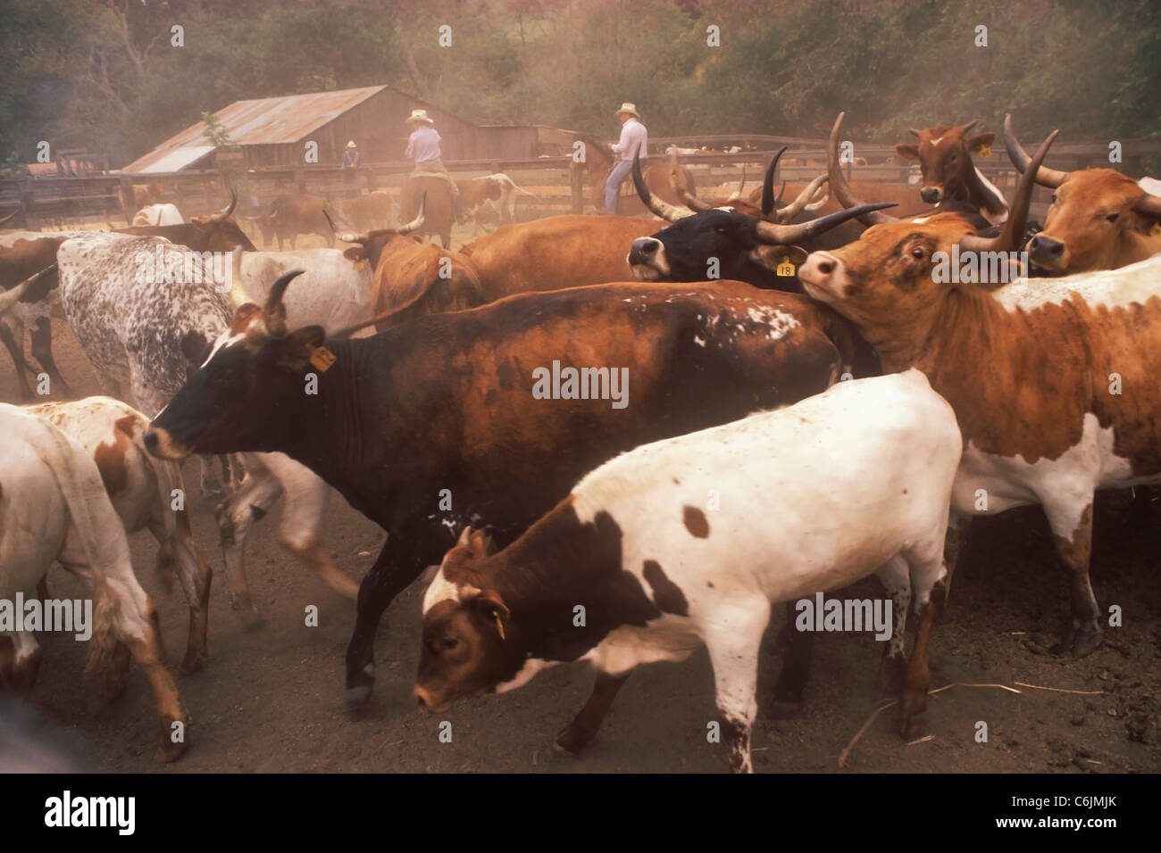 Cattle stampede hires stock photography and images Alamy