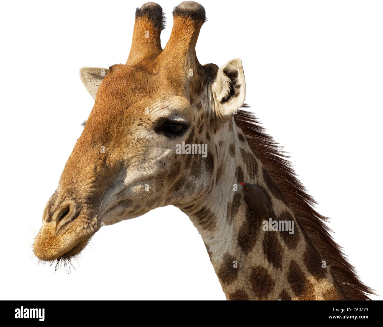 Giraffe portrait cutout Stock Photo