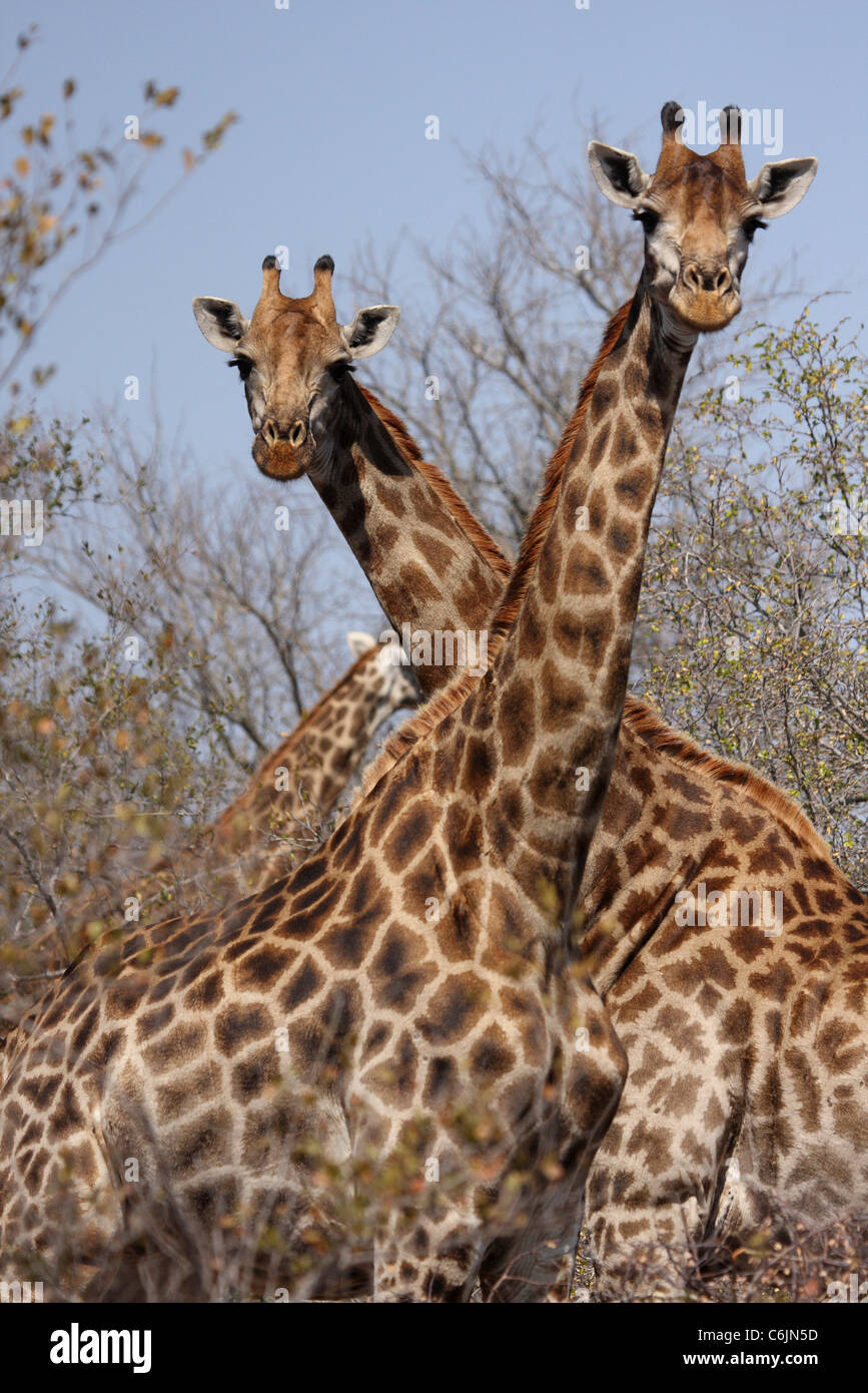 Giraffe pair standing in dry bushveld with necks crossed over one another Stock Photo