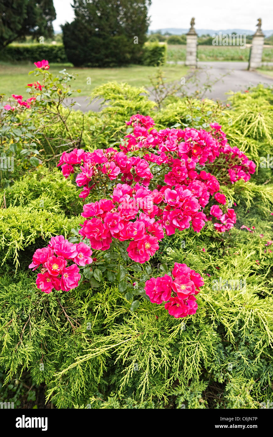 Unusual combination of pink cluster-flowered roses and prostrate evergreen conifers Stock Photo