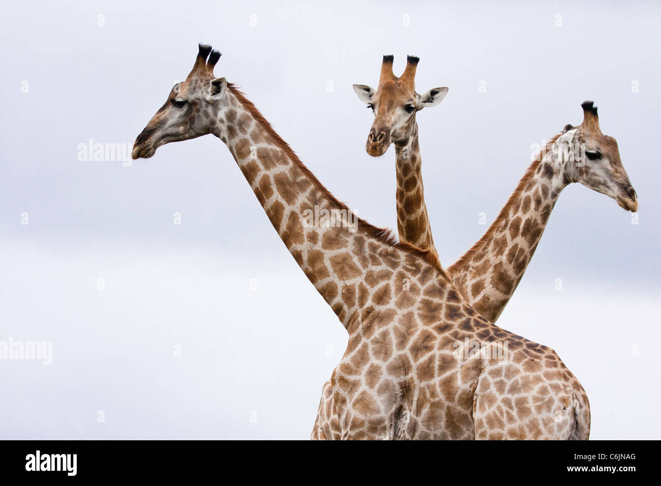 Three Giraffe with their necks crossed over Stock Photo