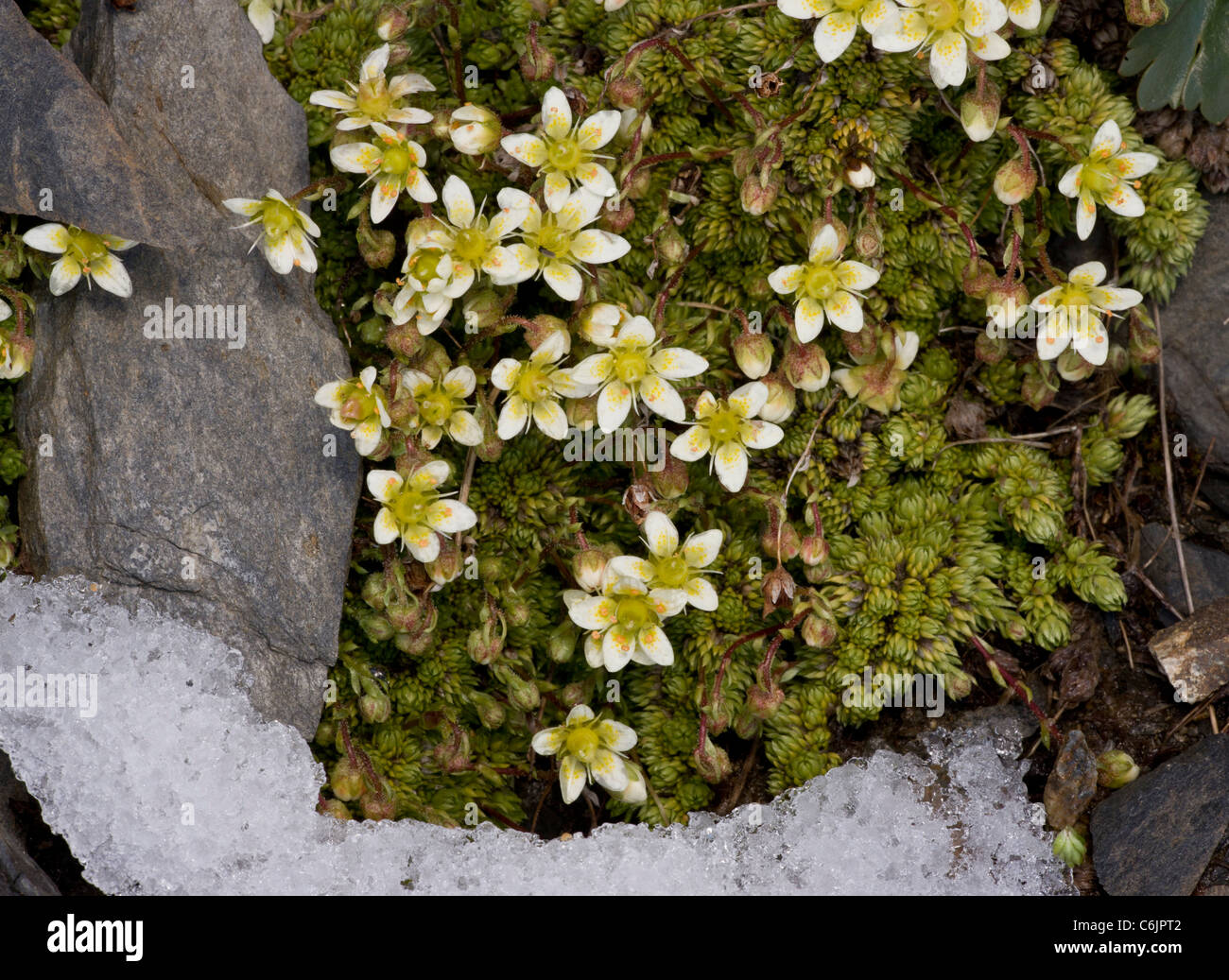 A dwarf saxifrage, Saxifraga bryoides, flowering at the snowline, 3000m in the Swiss Alps. Stock Photo