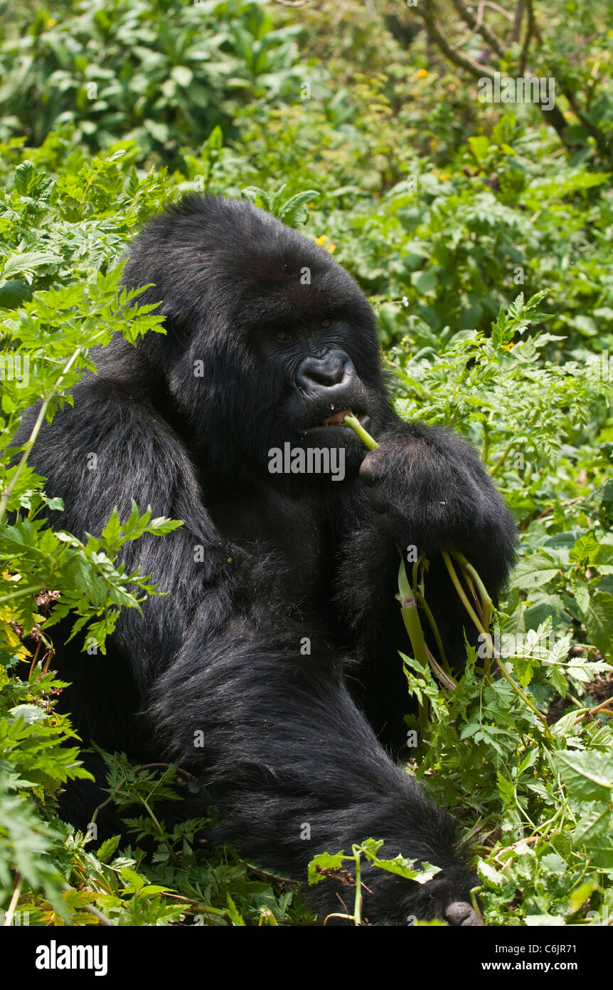 Mountain gorilla (Gorilla g. beringei) Stock Photo