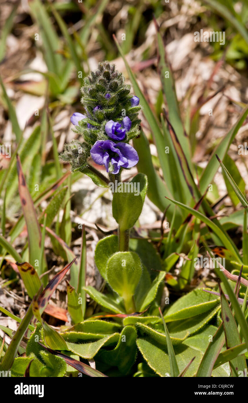 Violet Speedwell, Veronica bellidioides in flower, on acid soil, Swiss Alps. Stock Photo