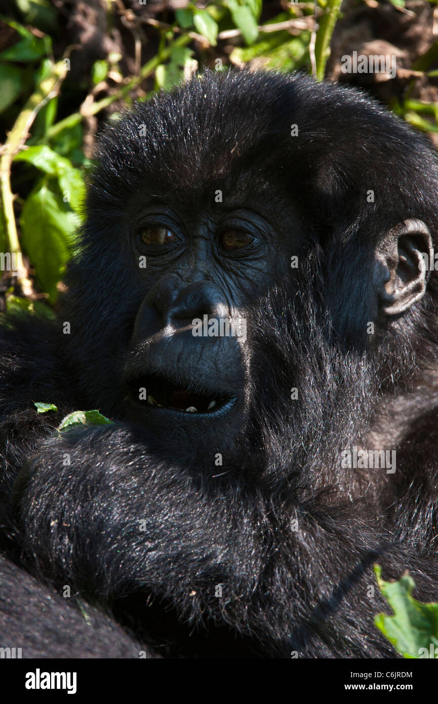 Mountain Gorilla (Gorilla g. beringei) baby feeding on green stalk Stock Photo