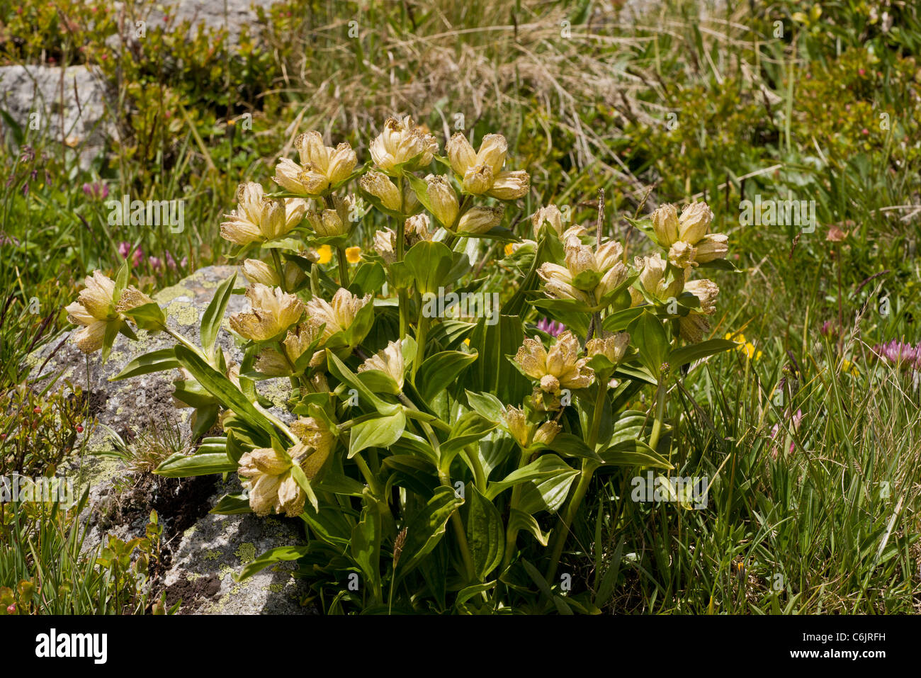 Spotted Gentian, Gentiana punctata in flower, Swiss Alps. Stock Photo