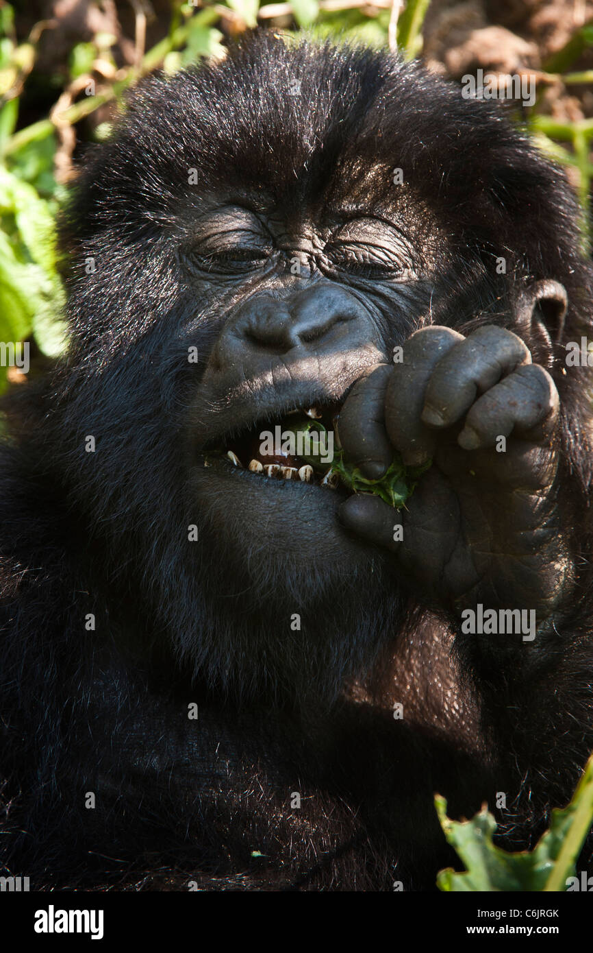 Mountain Gorilla (Gorilla g. beringei) baby feeding on green stalk with eyes closed Stock Photo