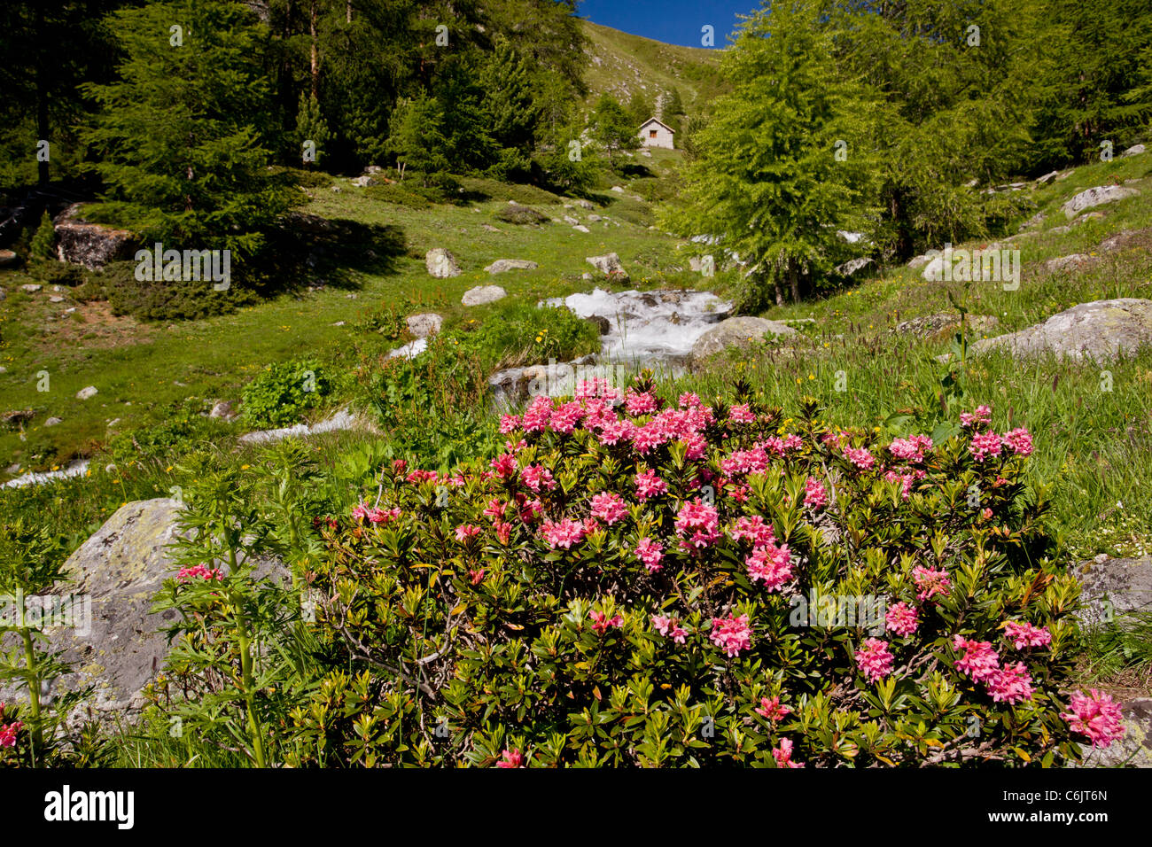 Alpenrose, Rhododendron ferrugineum in flower by an alpine stream, Engadin valley, Switzerland Stock Photo