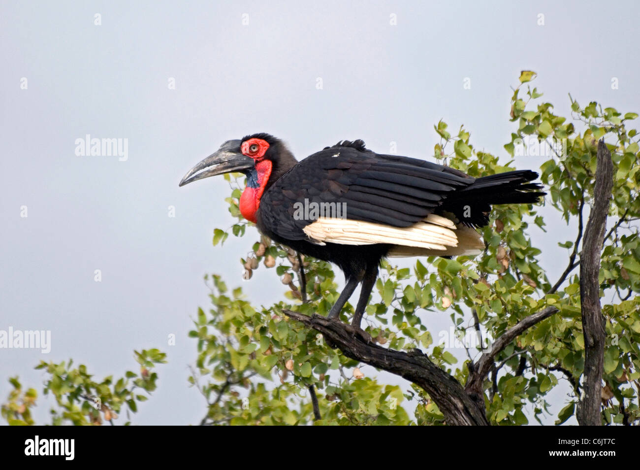 Southern Ground Hornbill perched in tree. Stock Photo