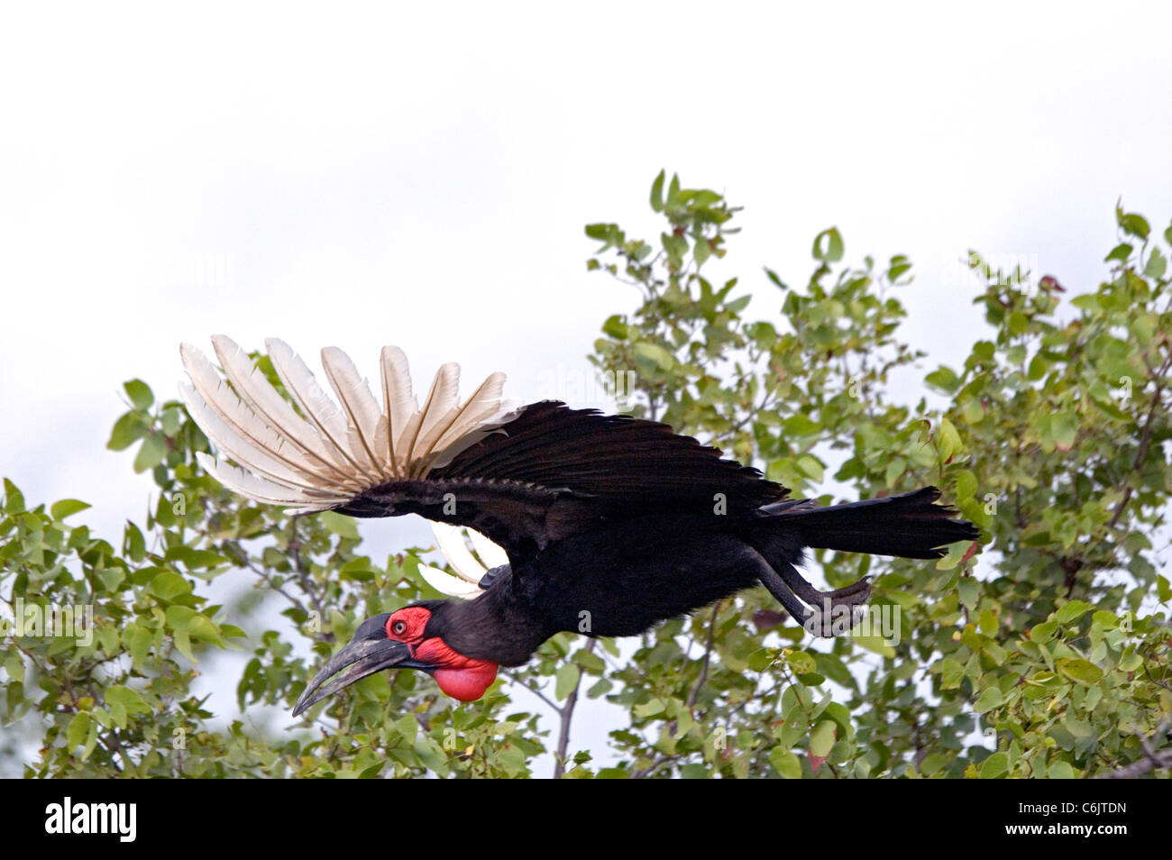 Southern Ground Hornbill in flight. Stock Photo