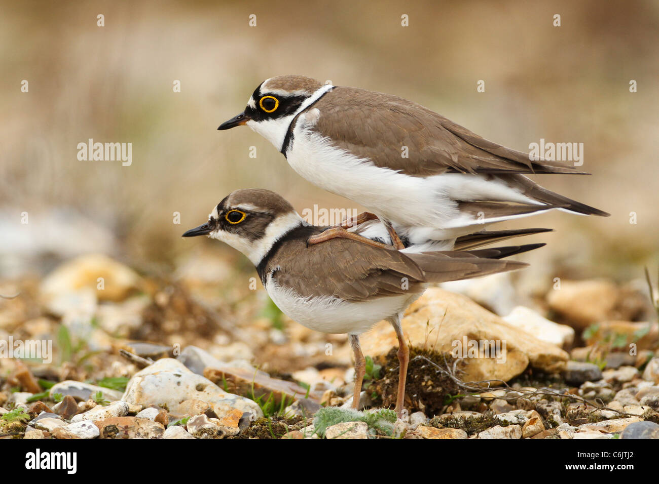 Mating little ringed plover hi-res stock photography and images - Alamy