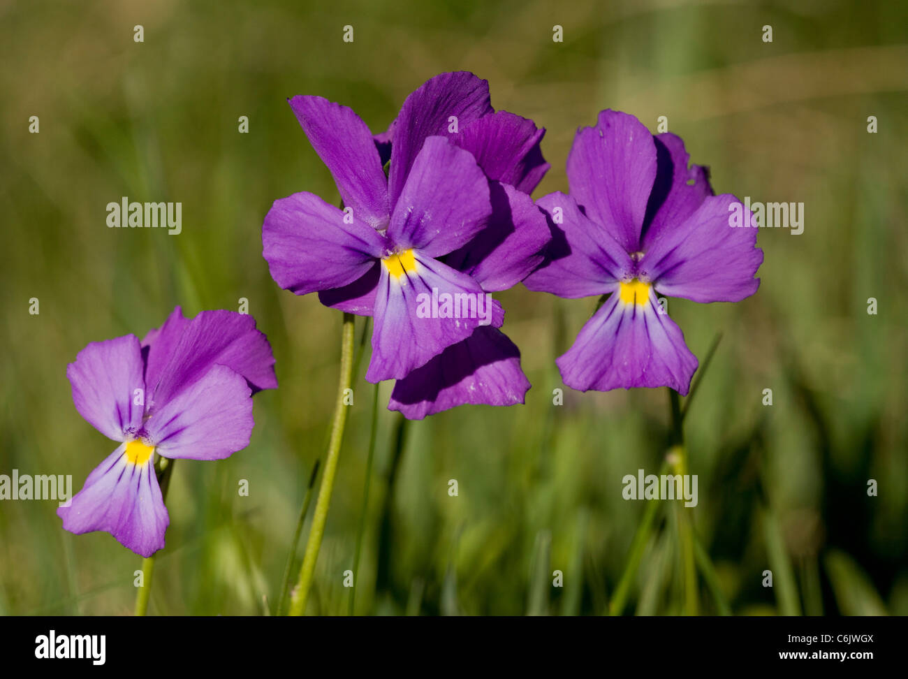 A blue pansy, Viola calcarata in the Swiss Alps. Stock Photo