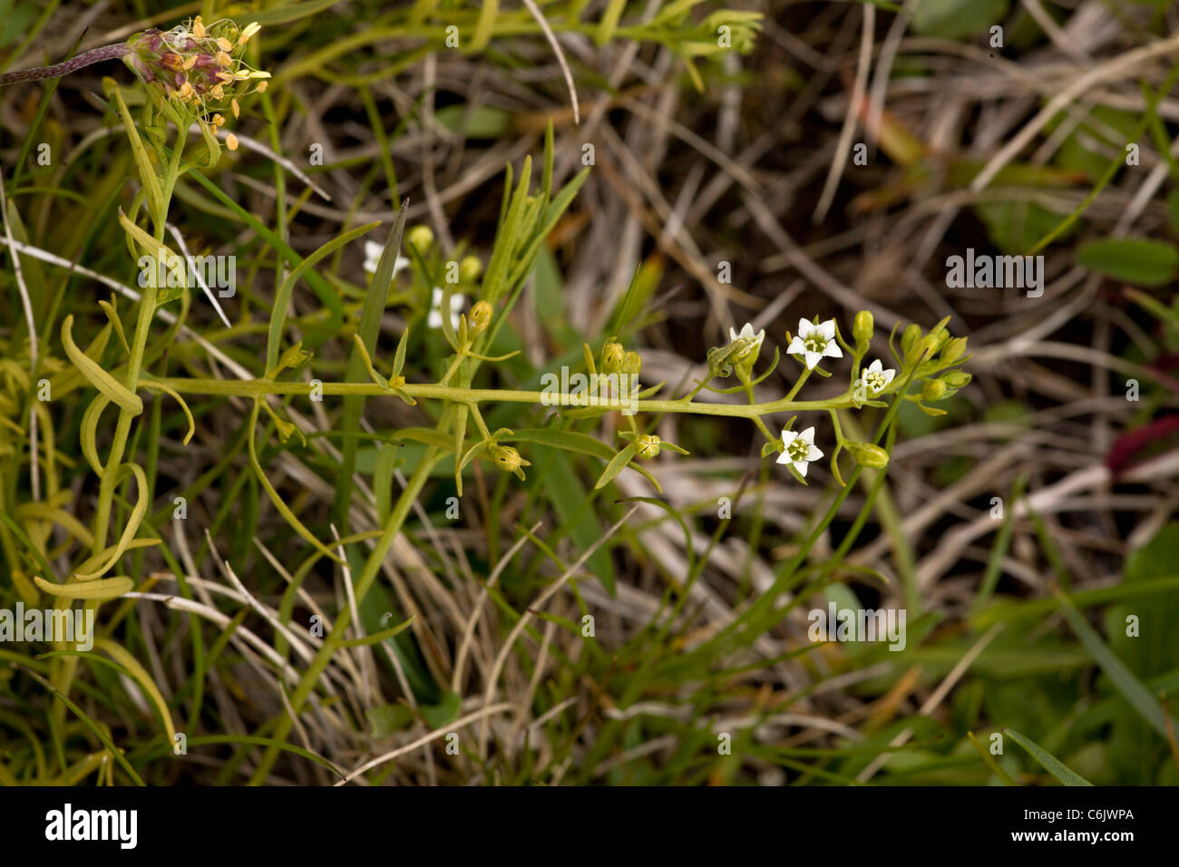 Pyrenean Bastard Toadflax Thesium Pyrenaicum In Flower Swiss Alps Stock Photo Alamy Pyrenean Bastard Toadflax Thesium Pyrenaicum In Flower Swiss Alps Stock Photo Alamy