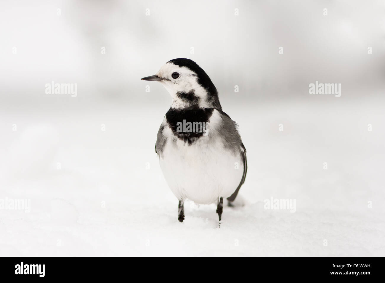 European Pied Wagtail in Winter Snow Stock Photo