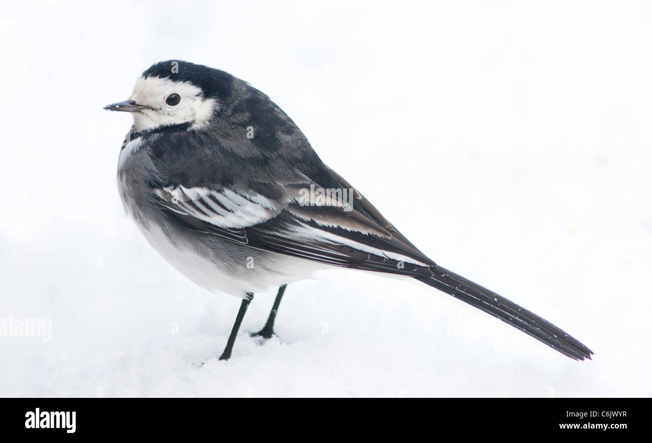 European Pied Wagtail Profile View in Winter Snow Stock Photo