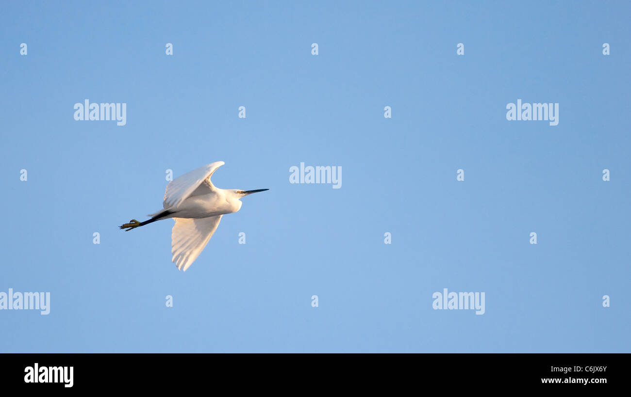 Little Egret in flight against blue sky Stock Photo - Alamy