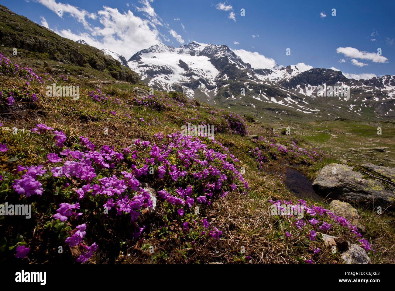 Alpine flowers, Entire-leaved primrose, Primula integrifolia above Bernina Pass, Upper Engadin, eastern Swiss Alps, Switzerland. Stock Photo