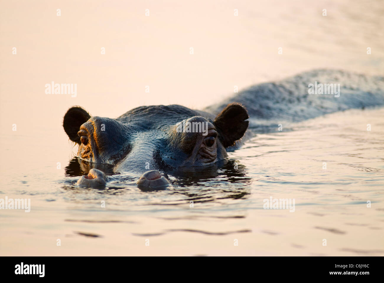 Hippopotamus submerged in water with only eyes and nostrils showing Stock Photo