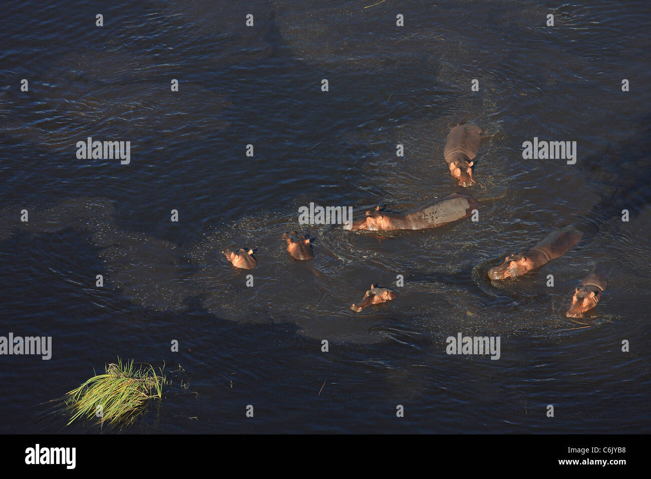 Aerial view of Hippo pod in water Stock Photo