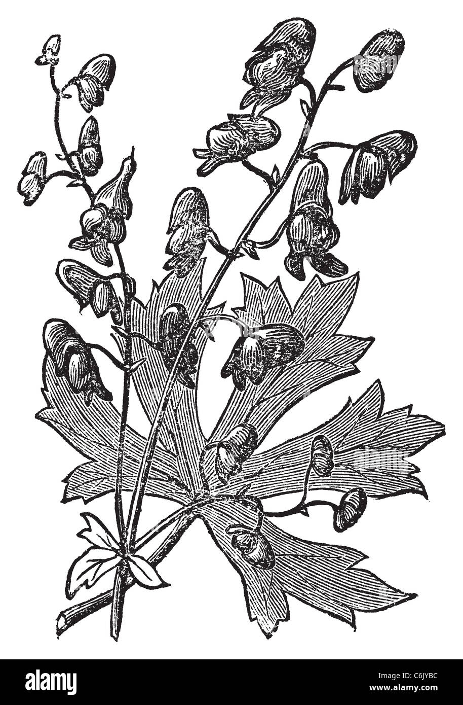 Monkshood or Aconitum napellus engraved illustration. Also known as aconite, Wolf's Bane, Monk's Hood. Old vintage plant etching Stock Photo