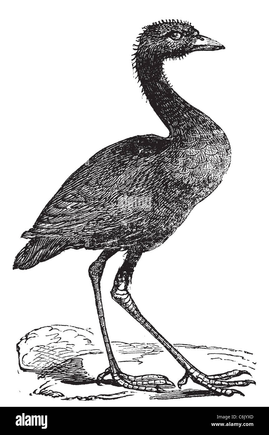 Grey-winged trumpeter or Psophia crepitans vintage engraving. Old engraved illustration of a grey-winged trumpeter watching. Stock Photo