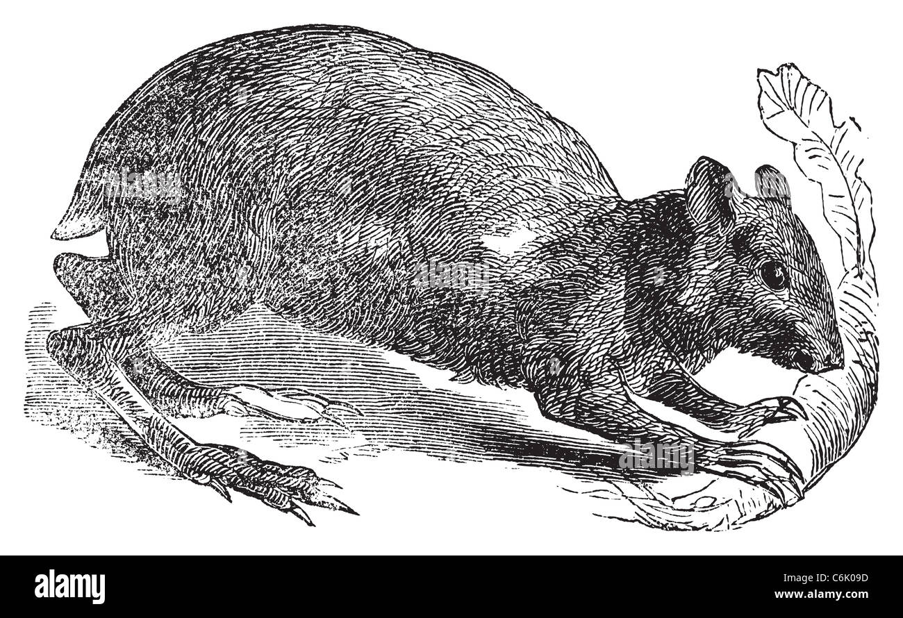 Agouti or Dasyprocta agouti engraving. Old engraved illustration of an agouti rodent eating a leaf. Stock Photo