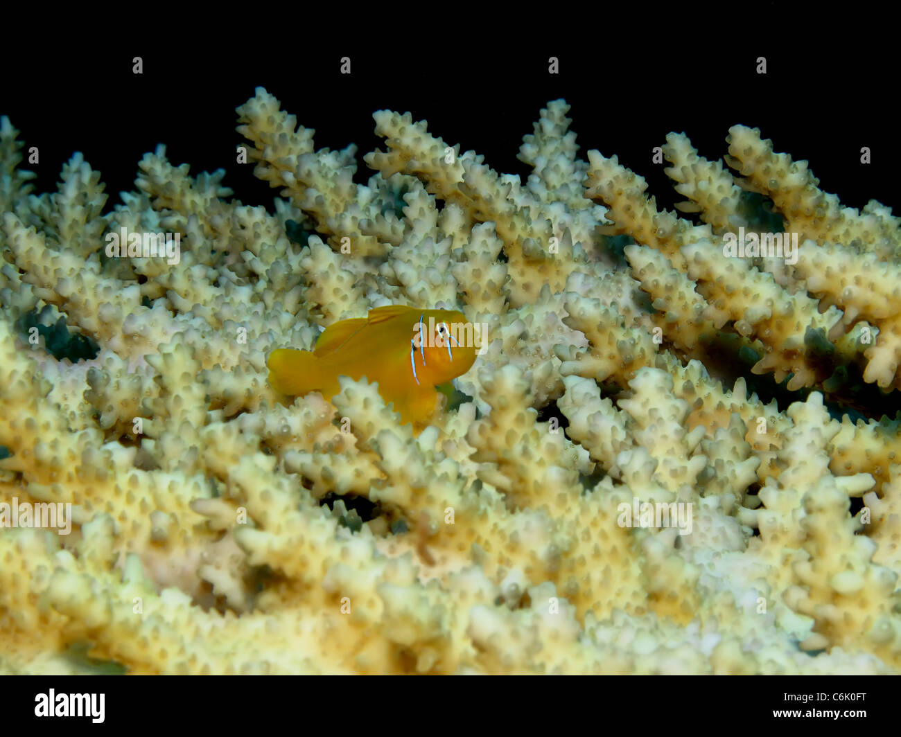 citron coral goby (gobiodon citrinus) Stock Photo