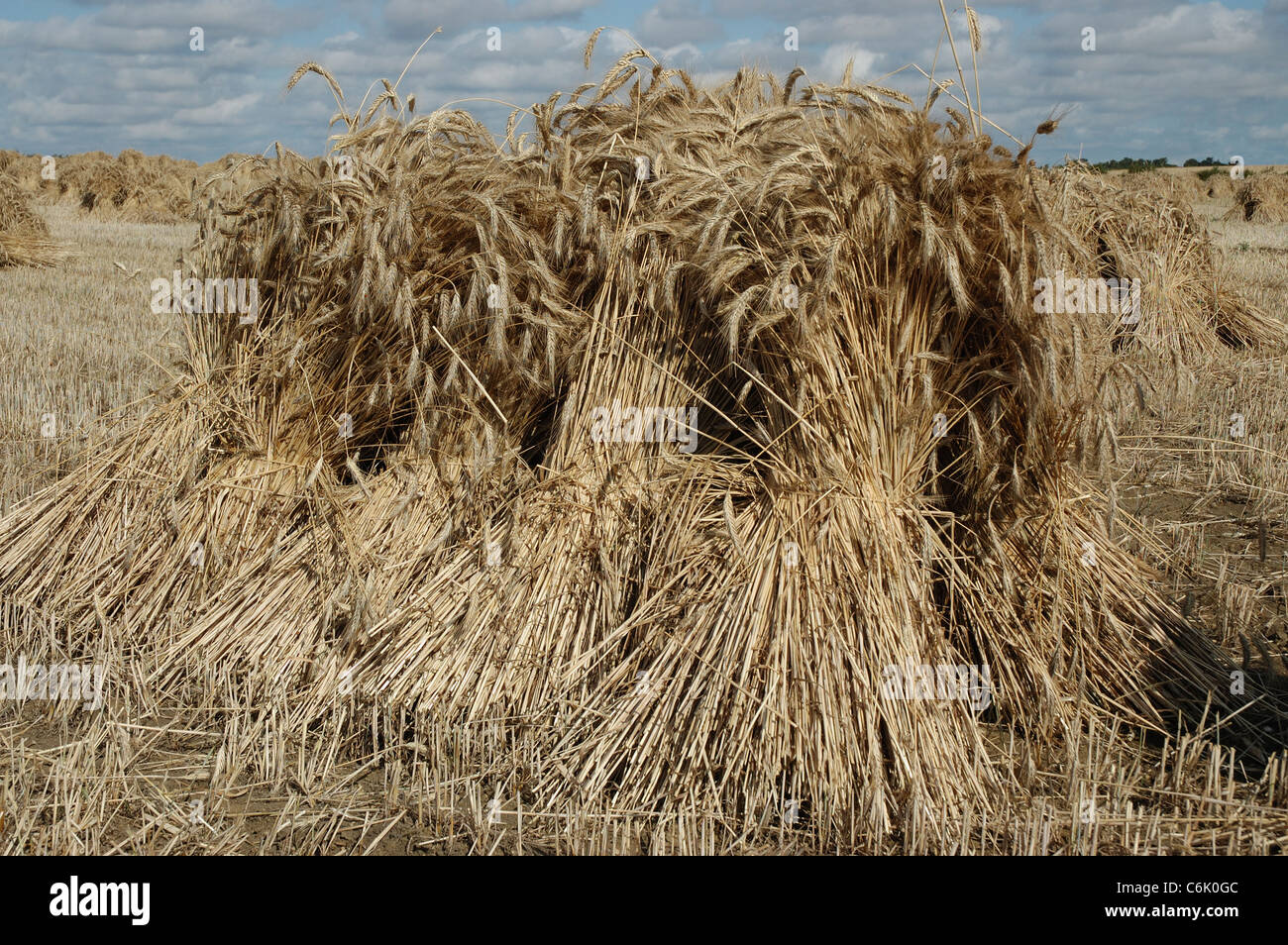 The wheatsheaf hires stock photography and images Alamy