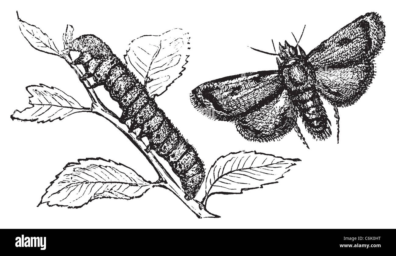 Engraving of a turnip moth, to illustrate a agrotide affectation. Caterpillar and moth vintage engraved illustration. Stock Photo