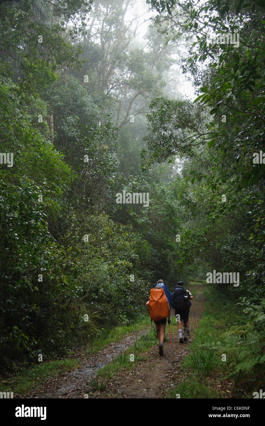 Misty forest on the hi-res stock photography and images - Alamy