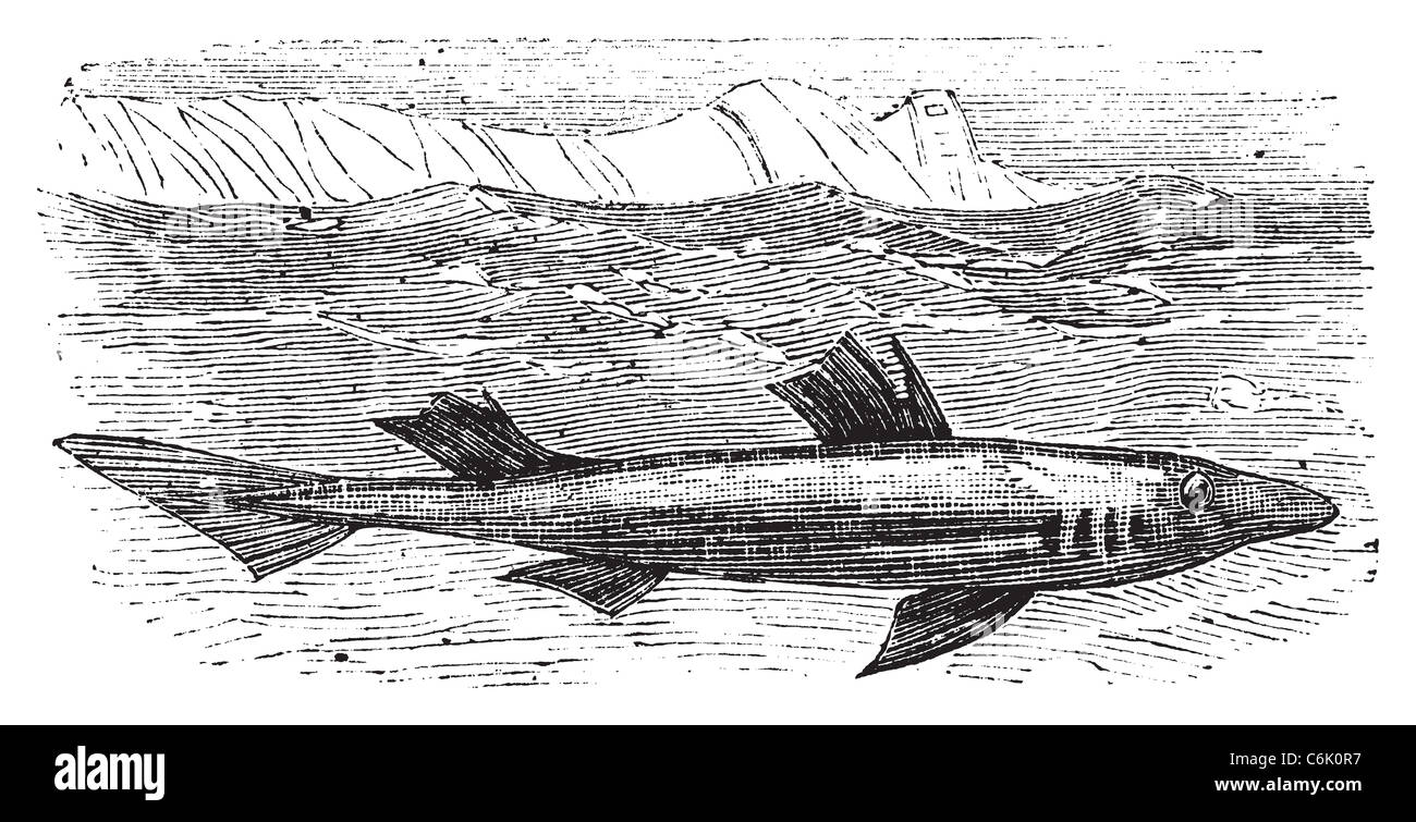 Spiny dogfish, spurdog, mud shark, piked dogfish or Squallus acanthias vintage engraving. Stock Photo