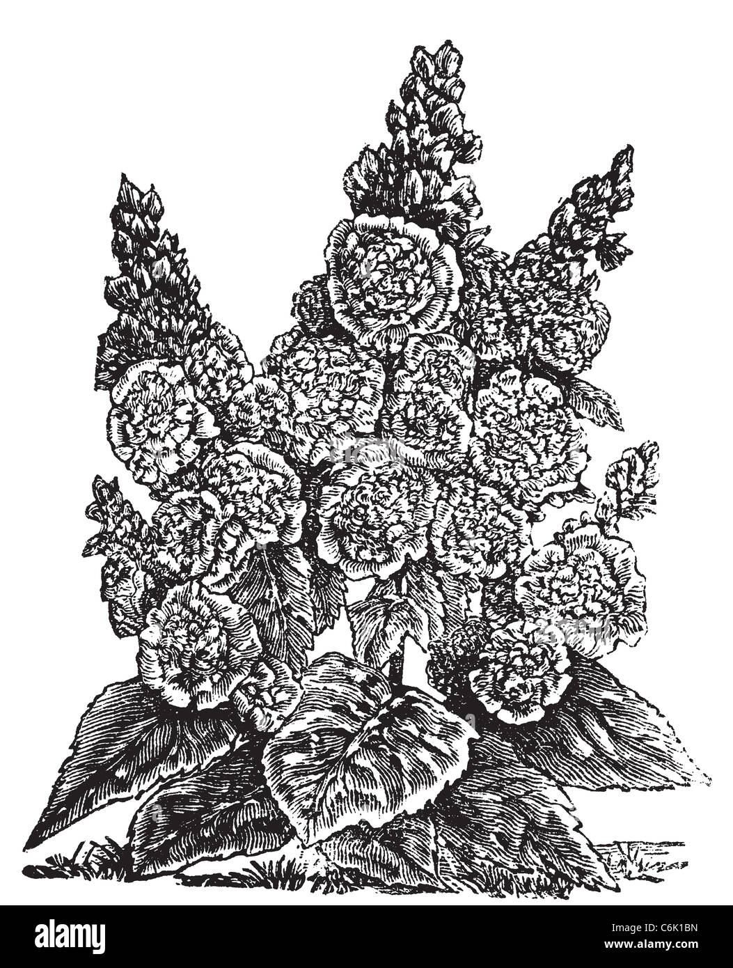 Double dwarf hollyhocks vintage engraving. Old engraved illustration, in vector, of a double dwarf hollyhock plant and flowers. Stock Photo