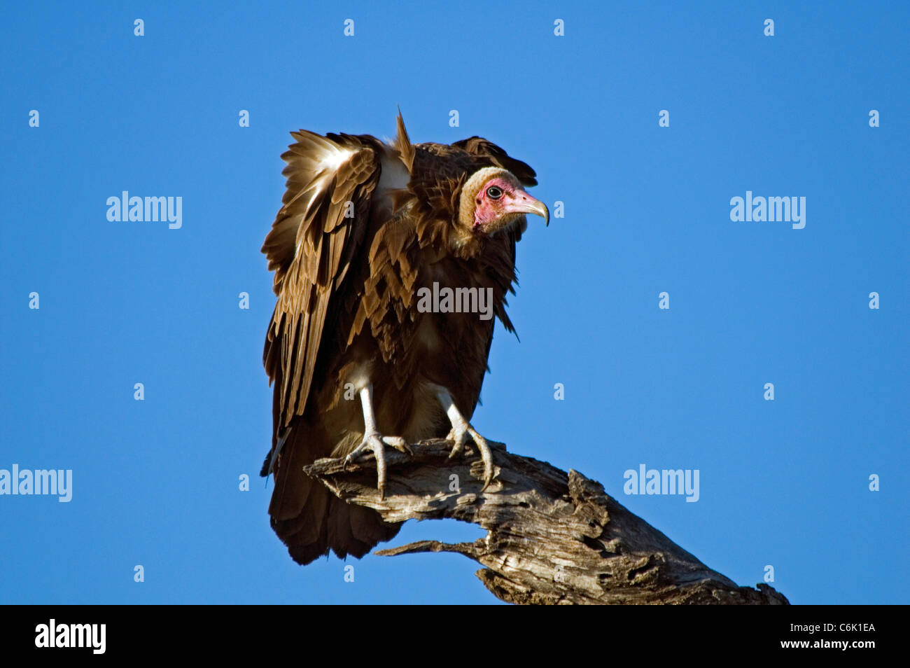 Hooded Vulture perched on dead tree Stock Photo Alamy