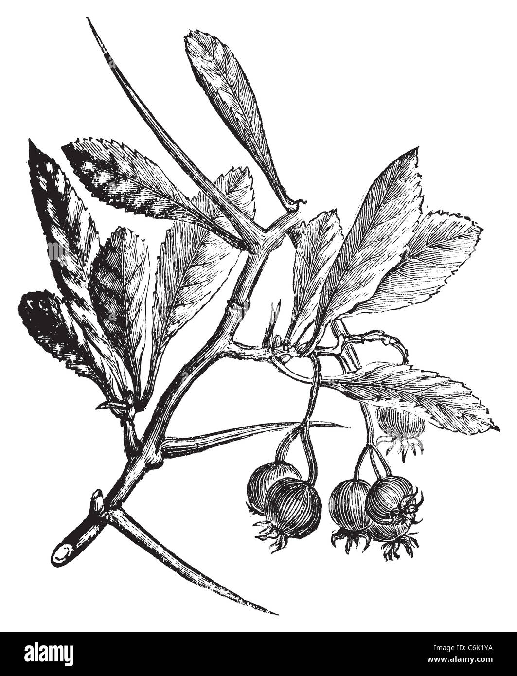 American Hawthorn vintage engraving. Old engraved illustration. Also called cockspur hawthorn and cockspur thorn. Stock Photo