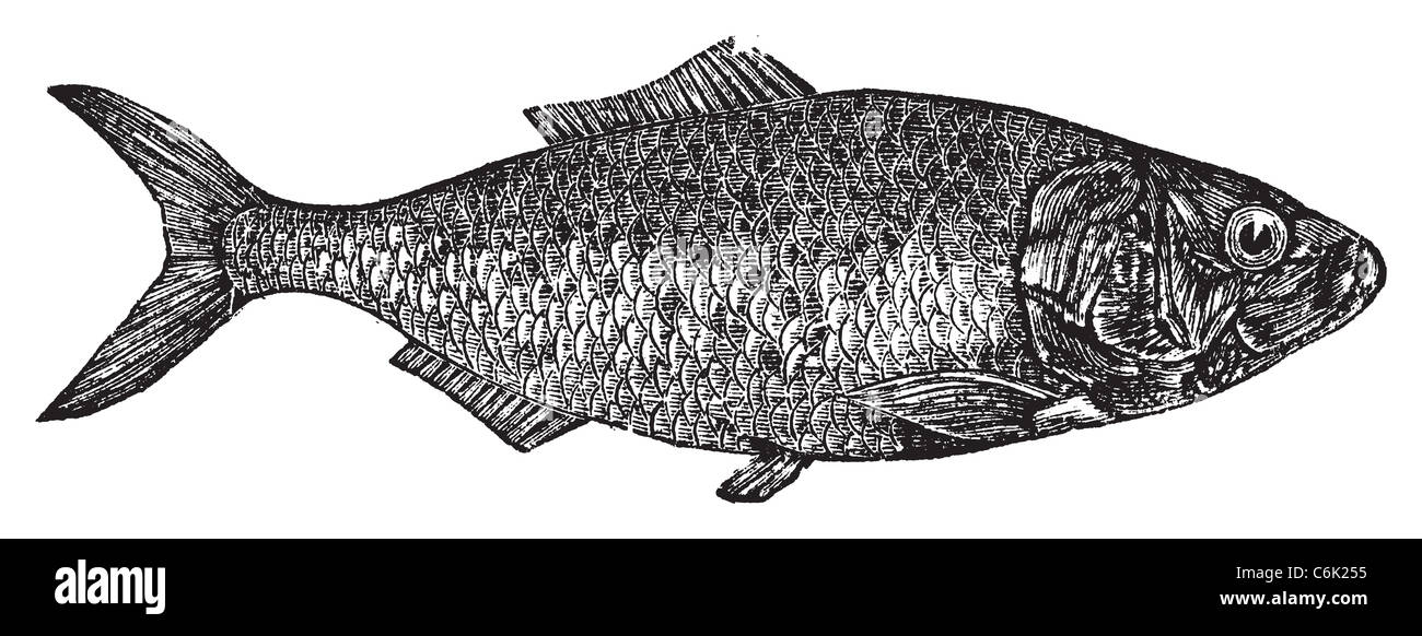 Shad, river herring or Alosa menhaden vintage engraving. Old engraved illustration of a shad fish, in vector. Stock Photo
