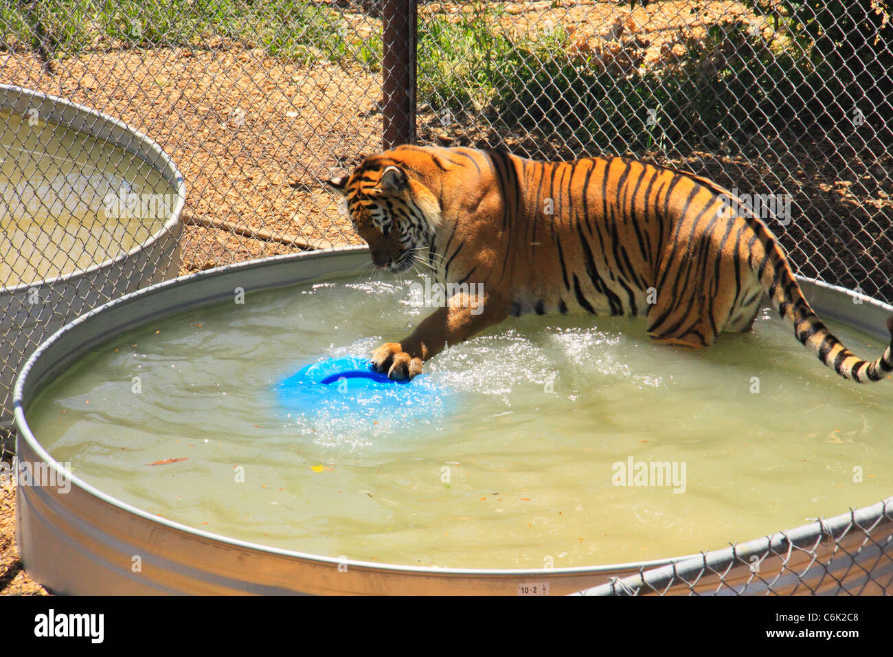 Tiger at The Wild Animal Sanctuary, Denver , Colorado, USA Stock Photo