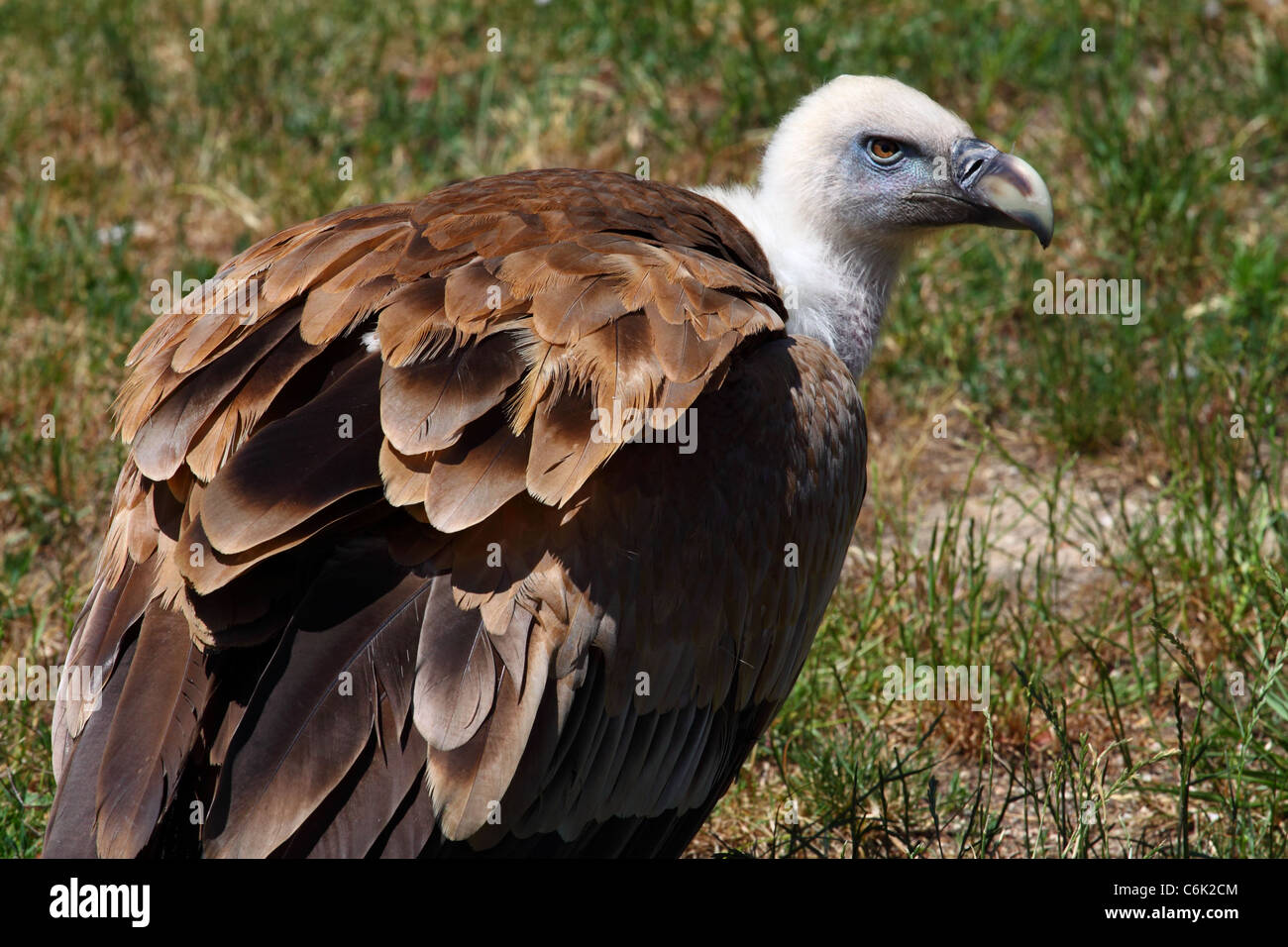A white-backed vulture Stock Photo - Alamy