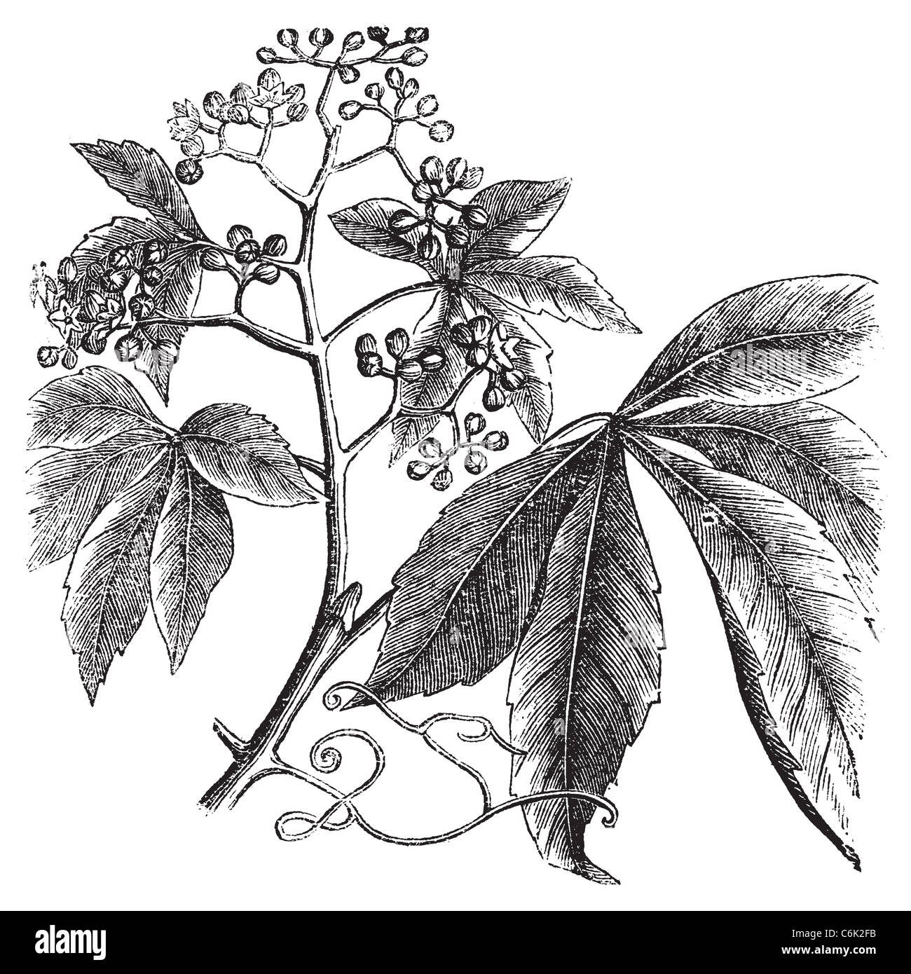 Virginia Creeper, Ampelopsis or Parthenocissus Quinquefolia, American Ivy, Woodbine, False Grape, Five-leaved ivy . Stock Photo